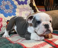 Gunny, a male English Bulldog for sale in Minerva, OH – Photo 8 of 8