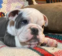 Gunny, a male English Bulldog for sale in Minerva, OH – Photo 3 of 8