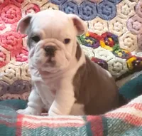 Gunny, a male English Bulldog for sale in Minerva, OH – Photo 5 of 10