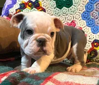 Gunny, a male English Bulldog for sale in Minerva, OH – Photo 5 of 8