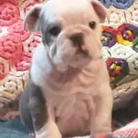 Gunny, a male English Bulldog for sale in Minerva, OH – Photo 1 of 8