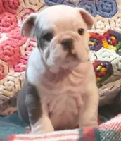 Gunny, a male English Bulldog for sale in Minerva, OH – Photo 2 of 10