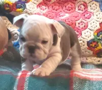 Gunny, a male English Bulldog for sale in Minerva, OH – Photo 6 of 10