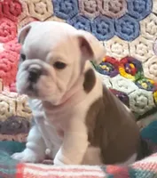 Gunny, a male English Bulldog for sale in Minerva, OH – Photo 4 of 10