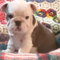 Gunny, a male English Bulldog for sale in Minerva, OH – Photo 2 of 8