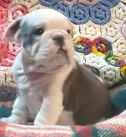 Gunny, a male English Bulldog for sale in Minerva, OH – Photo 7 of 10