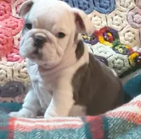 Gunny, a male English Bulldog for sale in Minerva, OH – Photo 9 of 10