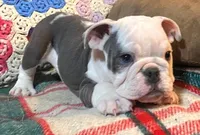 Gunny, a male English Bulldog for sale in Minerva, OH – Photo 7 of 8