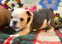 Gunny, a male English Bulldog for sale in Minerva, OH – Photo 6 of 8