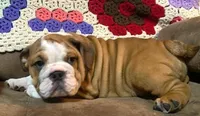 BRUISER, a male English Bulldog for sale in Minerva, OH – 4 of 8