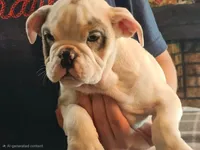 LILY, a female English Bulldog for sale in Minerva, OH – 10 of 10