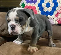 Fe blue tri, a male English Bulldog for sale in Minerva, OH – 3 of 7