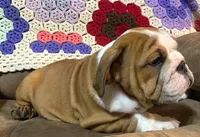 BRUISER, a male English Bulldog for sale in Minerva, OH – 5 of 8