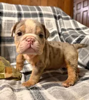 Desi, a female English Bulldog for sale in Minerva, OH – 10 of 10
