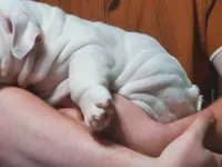Hamburger, a male English Bulldog for sale in Minerva, OH – 3 of 7