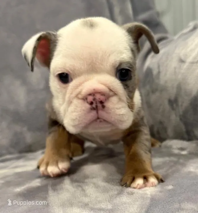 Amazing – English Bulldog puppy for sale in Minerva, OH