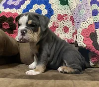 REBEL, a male English Bulldog for sale in Minerva, OH – 6 of 10