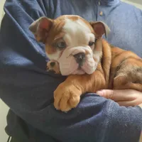 Tammy, a female English Bulldog for sale in Minerva, OH – Photo 5 of 9