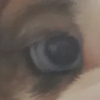 Tammy, a female English Bulldog for sale in Minerva, OH – Photo 3 of 9