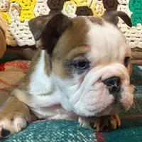 Tammy, a female English Bulldog for sale in Minerva, OH – Photo 8 of 9