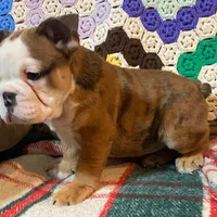 Tammy, a female English Bulldog for sale in Minerva, OH – Photo 6 of 9