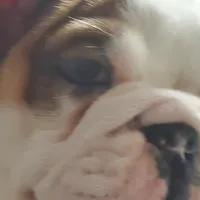 Tammy, a female English Bulldog for sale in Minerva, OH – Photo 2 of 9