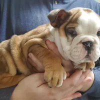 Tammy, a female English Bulldog for sale in Minerva, OH – Photo 4 of 9