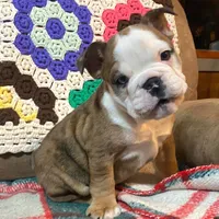 Tammy, a female English Bulldog for sale in Minerva, OH – Photo 7 of 9