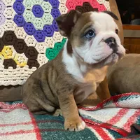 Tammy, a female English Bulldog for sale in Minerva, OH – Photo 9 of 9