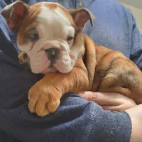 Tammy, a female English Bulldog for sale in Minerva, OH – Photo 1 of 9