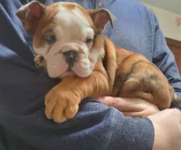 processed/c89a461f-9cf2-41b4-8a1a-70f40246d27d/listing/eb46e991-0834-4ca8-bd66-d4e72ad60684/cb3ce299-37db-4548-a549-4819e34951bf