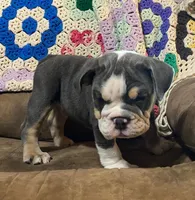 REBEL, a male English Bulldog for sale in Minerva, OH – 4 of 10