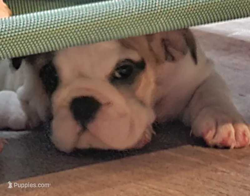 Caroline – English Bulldog puppy for sale in Minerva, OH