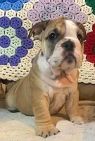 Beatrice, a female English Bulldog for sale in Minerva, OH – 2 of 7
