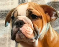 CUPCAKE CUTIE, a female English Bulldog for sale in Minerva, OH – 3 of 7