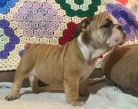 Beatrice, a female English Bulldog for sale in Minerva, OH – 7 of 7