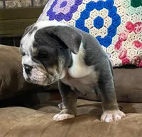 Fe blue tri, a male English Bulldog for sale in Minerva, OH – 4 of 7