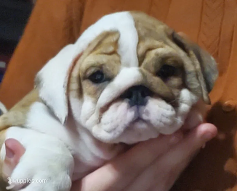 Delilah – English Bulldog puppy for sale in Minerva, OH