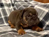 Stormy, a female English Bulldog for sale in Minerva, OH – 8 of 10