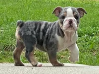 Princess, a female English Bulldog for sale in Minerva, OH – 2 of 5
