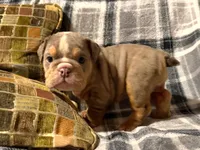 Madison, a female English Bulldog for sale in Minerva, OH – 6 of 7