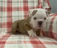 Nugget, a female English Bulldog for sale in Minerva, OH – 4 of 7
