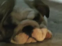 Caroline, a female English Bulldog for sale in Minerva, OH – 3 of 3