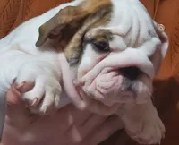 Hamburger, a male English Bulldog for sale in Minerva, OH – 6 of 7