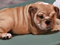 Clyde, a male English Bulldog for sale in Minerva, OH – 4 of 7