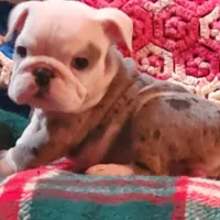 Winston, a male English Bulldog for sale in Minerva, OH – Photo 6 of 8