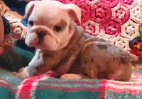 Winston, a male English Bulldog for sale in Minerva, OH – Photo 6 of 8