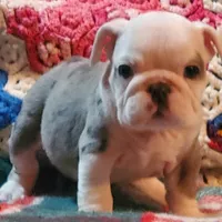 Winston, a male English Bulldog for sale in Minerva, OH – Photo 4 of 8