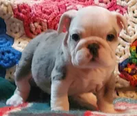 Winston, a male English Bulldog for sale in Minerva, OH – Photo 4 of 8