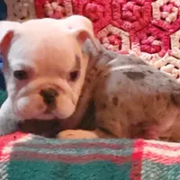 Winston, a male English Bulldog for sale in Minerva, OH – Photo 5 of 8